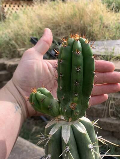 3d78460008c6f2ab.jpg TPM - Trichocereus San Pedro cactus clone photo 9
