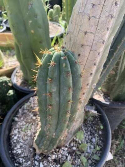 3b57675e72e1d85f.jpg Coyote - Trichocereus San Pedro cactus clone photo 2