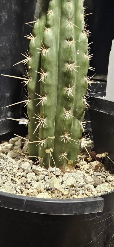2aa3fb7bf38310ac.jpg HK1047 - Trichocereus San Pedro cactus clone photo 1
