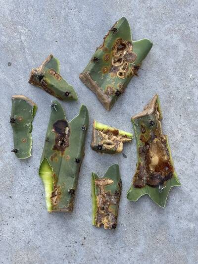 1847e6d30281dba4.jpg rot - cactus pest and disease reference photo 2