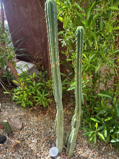851723893386b584.jpg Rust Fungus (Anthracnose, Colletotrichum gloeosporioides) - cactus pest and disease reference photo 2