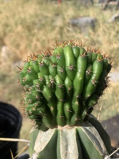 9cccd259c4208c1f.jpg TPM - Trichocereus San Pedro cactus clone photo 10