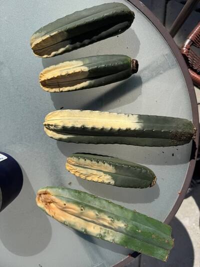 f43d62d32867dd67.jpg Sunburn (Solar/Heat Damage) - cactus pest and disease reference photo 21