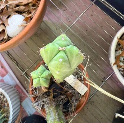 746bf835cc882c2a.jpg Bridgessii x - Trichocereus San Pedro cactus clone photo 2
