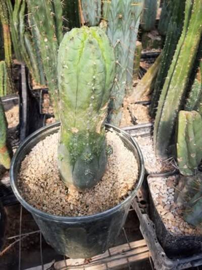 63c7b95ca0ab6643.jpg Chemical Shamans Dick (CSD) - Trichocereus San Pedro cactus clone photo 11