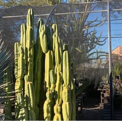 76acc97d9712faf5.jpg Tucson fat - Trichocereus San Pedro cactus clone photo 4