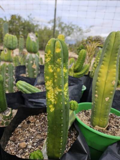 a2a394101d37e1ec.jpg Mosaic Virus - cactus pest and disease reference photo 2