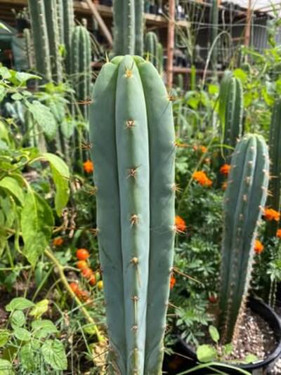 18be8e7a45f0f898.jpg Sharxx Blue - Trichocereus San Pedro cactus clone photo 1