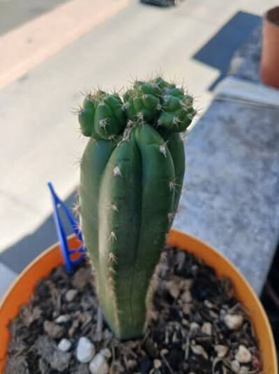 2f2c260a922e4f48.jpg Bipolaris - cactus pest and disease reference photo 4