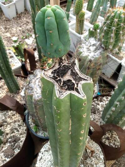 95255bfdf3cc5235.jpg SoCal Helmut - Trichocereus San Pedro cactus clone photo 1