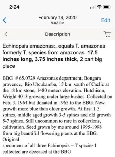 b0cfe1c55a37c7c0.jpg Colossus - Trichocereus San Pedro cactus clone photo 6