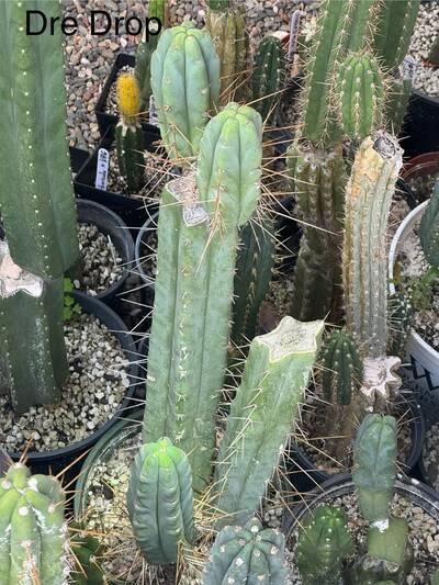 22d81dbf966aa38e.jpg Dre Drop - Trichocereus San Pedro cactus clone photo 3