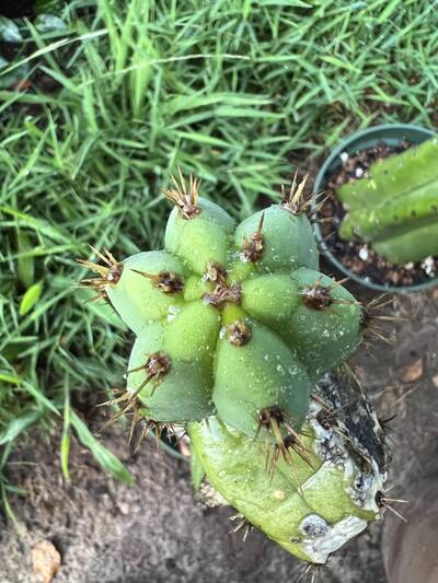 ddf4518aef4e9cfd.jpg Callé del Sol - Trichocereus San Pedro cactus clone photo 1