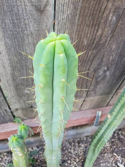 c87cacab6f8c78a5.jpg Eileen - Trichocereus San Pedro cactus clone photo 6