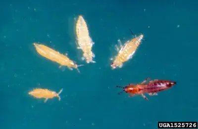 Thrips - cactus pest and disease reference photo 4