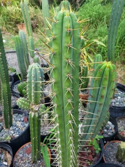 ea74eb01bcd6c38e.jpg Clyde - Trichocereus San Pedro cactus clone photo 6