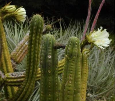 c2b321eef20a6e1c.jpg Colossus - Trichocereus San Pedro cactus clone photo 7