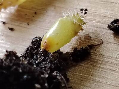 c147729b42056c73.jpg Damping-off - cactus pest and disease reference photo 5