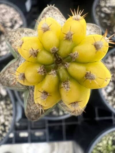 d0d5b5dd0fd85414.jpg Scop x VRG - Trichocereus San Pedro cactus clone photo 5