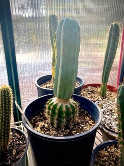 3f5ece2a62f66e45.jpg Chemical Shamans Dick (CSD) - Trichocereus San Pedro cactus clone photo 8