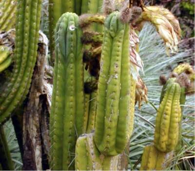 fa884c3ef267fce1.jpg Colossus - Trichocereus San Pedro cactus clone photo 9