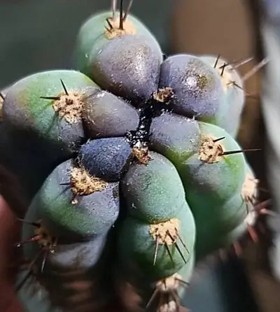 Bipolaris - cactus pest and disease reference photo 1