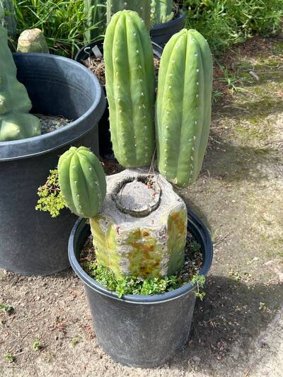 bdecd9fc16ce4883.jpg Bacterial Infection - cactus pest and disease reference photo 5