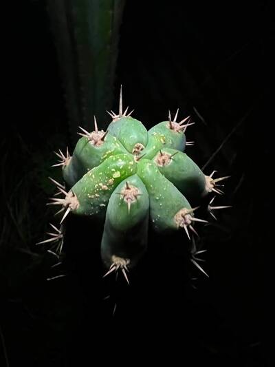 3f50f8940f912c3a.jpg Rust Fungus (Anthracnose, Colletotrichum gloeosporioides) - cactus pest and disease reference photo 7