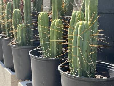 19fa534fc5ba0e36.jpg California Blue - Trichocereus San Pedro cactus clone photo 1