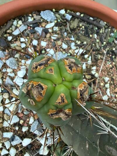 acf9248b813f49ae.jpg Calcium Deficiency - cactus pest and disease reference photo 4