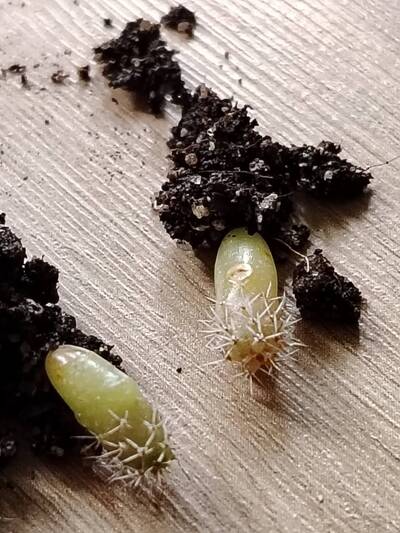 29e41aca8720fe59.jpg Damping-off - cactus pest and disease reference photo 2