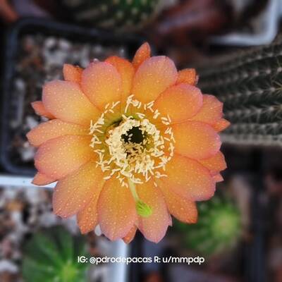 9685a79431ba9148.jpg Gator - Trichocereus San Pedro cactus clone photo 1