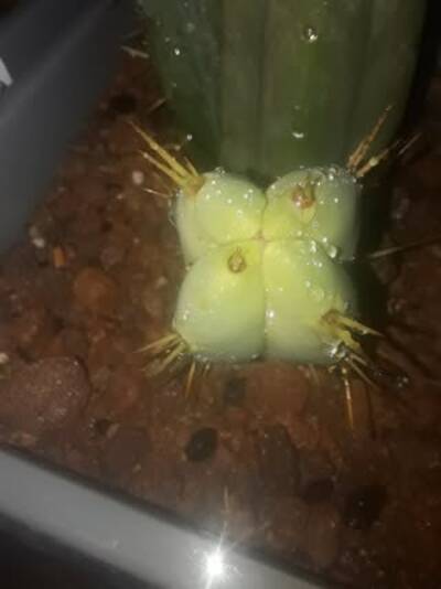ce11a39b9c93997a.jpg Eileen - Trichocereus San Pedro cactus clone photo 7