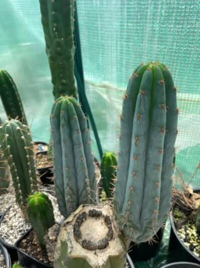 78e740db9102693e.jpg Peru Blue 3 - Trichocereus San Pedro cactus clone photo 2