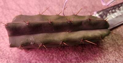 7b9ab9213153128f.jpg Ross G. - Trichocereus San Pedro cactus clone photo 2