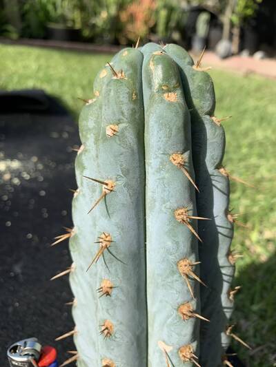 4021d359931db8d8.jpg Seymour - Trichocereus San Pedro cactus clone photo 3