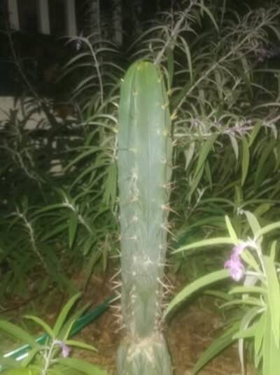684ce653f23dd601.jpg Chemical Shamans Dick (CSD) - Trichocereus San Pedro cactus clone photo 12