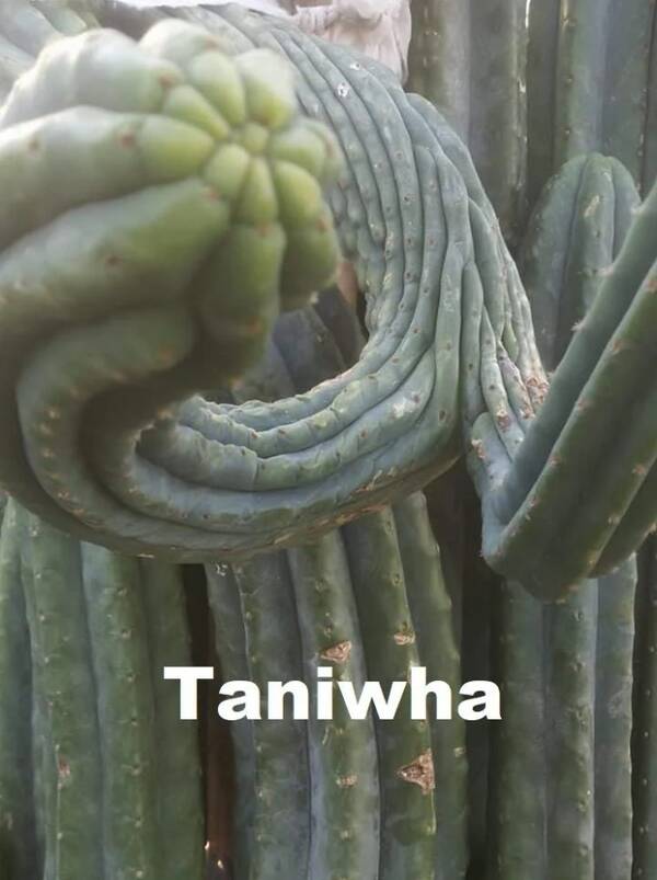 taniwha-2.jpg taniwha-2.jpg