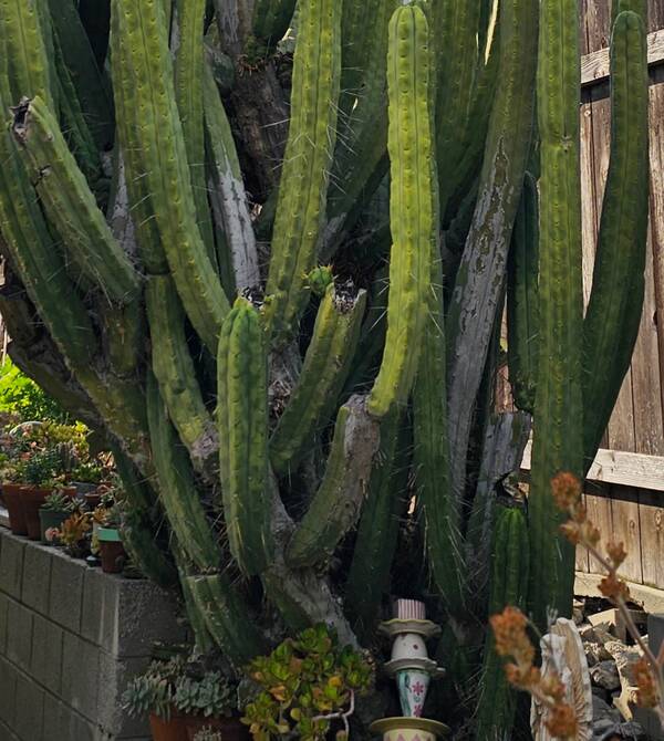 20230317-162728.jpg Angelo La Mirada LMA - Trichocereus San Pedro cactus clone photo 2