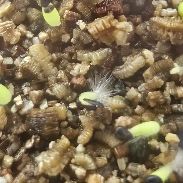 Emerging seedling roots Emerging seedling roots