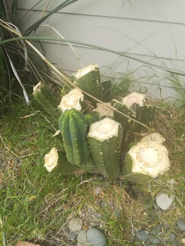 notch-2-mother-stump.jpg notch-2-mother-stump.jpg