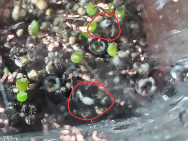 Albino seedlings Albino seedlings