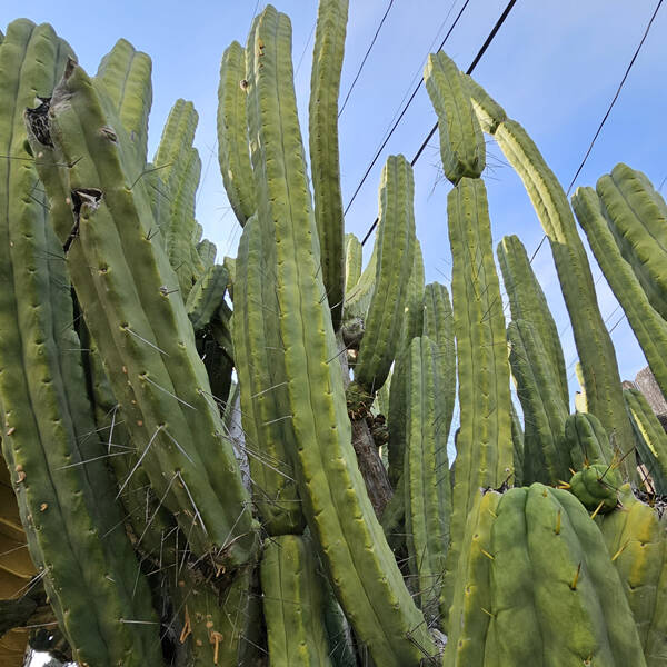 20230318-084257.jpg Angelo La Mirada LMA - Trichocereus San Pedro cactus clone photo 1