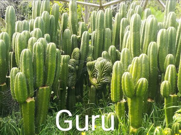 guru-1.jpg guru-1.jpg
