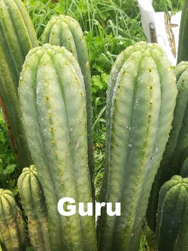 guru-2.jpg guru-2.jpg