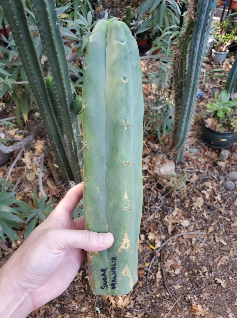 T. Bridgesii cv. Sugar Magnolia - Trichocereus San Pedro cactus clone photo 1