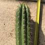trichocereus-lamprochlorus-fields-lamprochlorus1.jpg