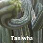 taniwha-2.jpg