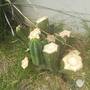 notch-2-mother-stump.jpg