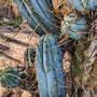 sals-blue-2.jpg